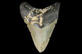 Fossil Megalodon Tooth - North Carolina #129981-1